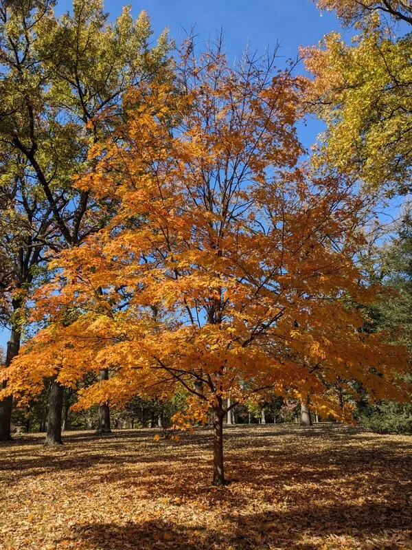 A tree with orange leaves. There are more trees in the background and many leaves covering the ground.