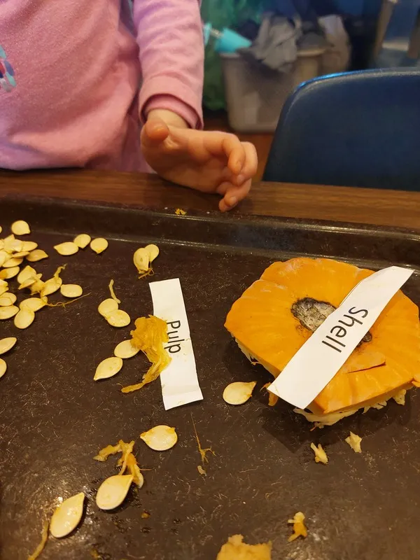 Labeled pumpkin pulp and part of the pumpkin’s shell on a table that a child is standing at.