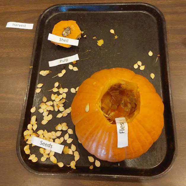 A photo of a pumpkin cut open on a tray. Its seeds, pulp, and shell are next to it. Its flesh has a paper label with the word "Flesh" on it, and each of the other parts are also labeled.